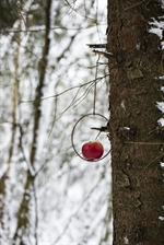 57146-14 Spyd til fuglefoderkugle med æble fra Ib Laursen hængende i træ - Tinashjem